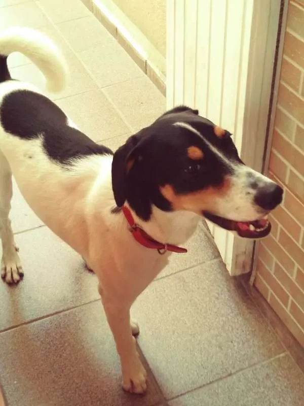 Cachorro ra a SRD idade 7 a 11 meses nome Scooby