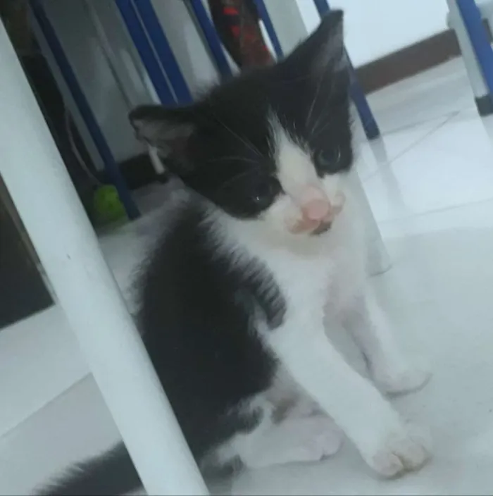 Gato raça SRD idade Abaixo de 2 meses nome Dupla Dinâmica