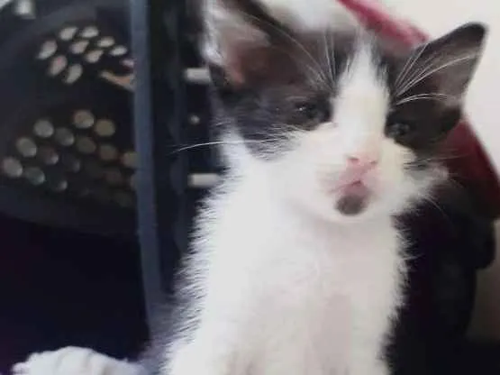 Gato raça SRD idade Abaixo de 2 meses nome Dupla Dinâmica