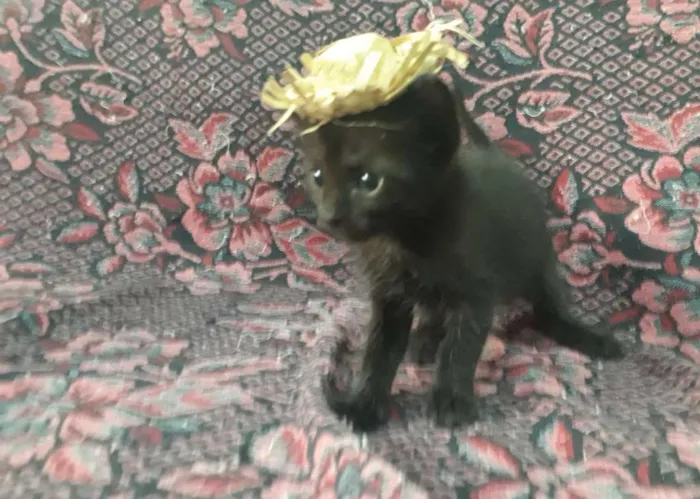 Gato raça SRD idade Abaixo de 2 meses nome Dupla Dinâmica