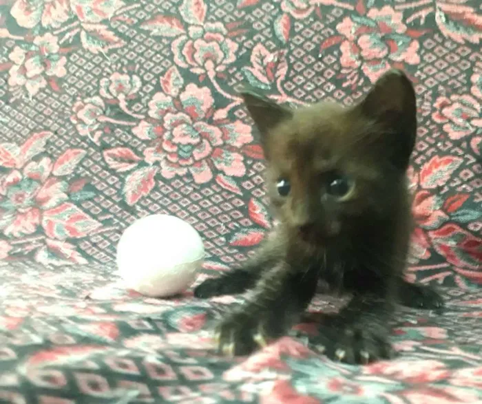 Gato raça SRD idade Abaixo de 2 meses nome Dupla Dinâmica