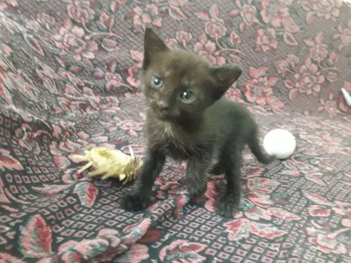 Gato raça SRD idade Abaixo de 2 meses nome Dupla Dinâmica