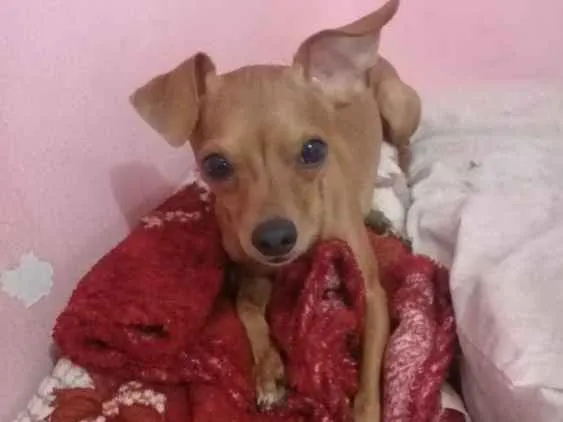 Cachorro ra a Pinscher 01 idade 1 ano nome Tody