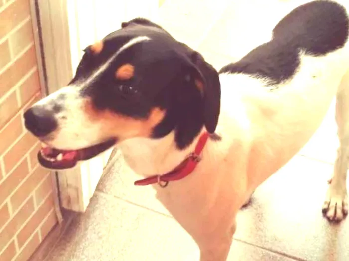 Cachorro ra a SRD idade 7 a 11 meses nome Scooby
