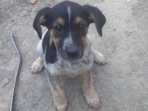 Cachorro raça Vira lata idade Abaixo de 2 meses nome Julli