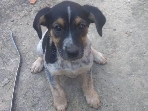 Cachorro ra a Vira lata idade Abaixo de 2 meses nome Julli