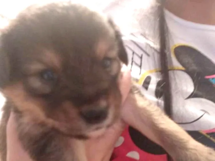 Cachorro ra a Vira-lata  idade Abaixo de 2 meses nome Não tem nome
