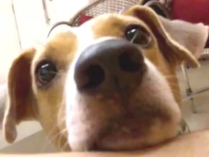 Cachorro raça Fox Paulistinha idade 6 ou mais anos nome Bob