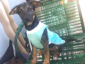 Cachorro raça Sem raça definida  idade 2 a 6 meses nome Mariana