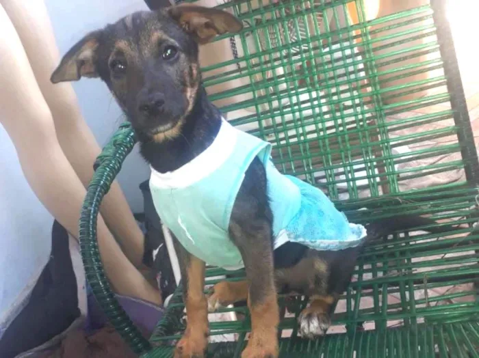 Cachorro ra a Sem raça definida  idade 2 a 6 meses nome Mariana
