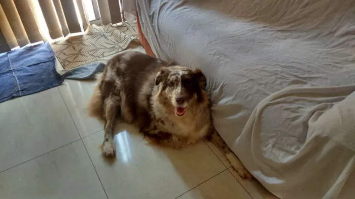 Cachorro ra a Australian idade 4 anos nome Mia