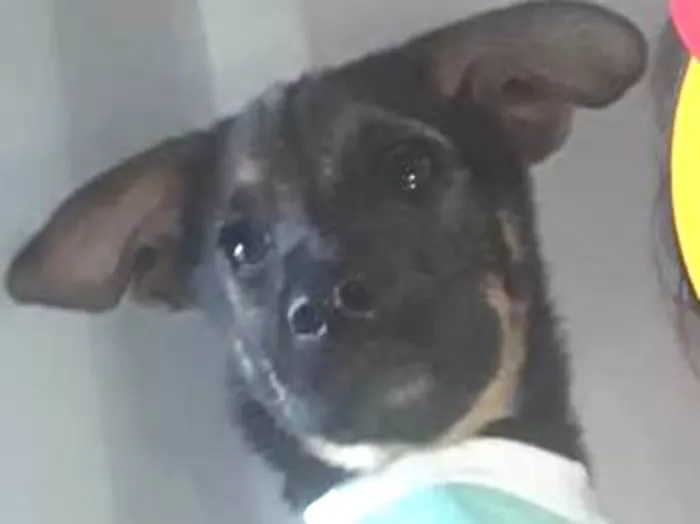 Cachorro ra a Sem raça definida  idade 2 a 6 meses nome Mariana