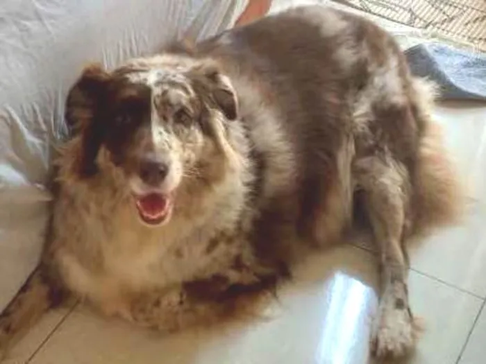 Cachorro ra a Australian idade 4 anos nome Mia