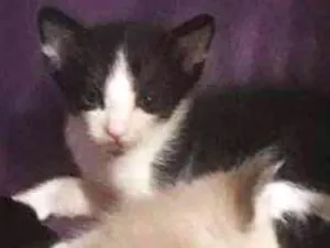 Gato raça SRD idade Abaixo de 2 meses nome Dupla Dinâmica