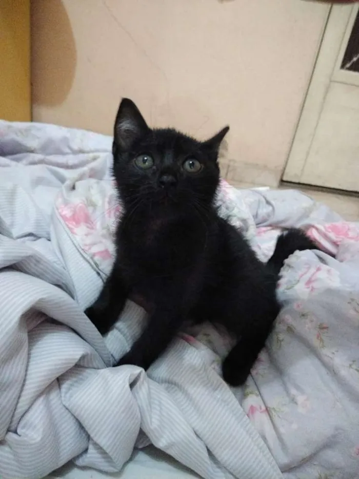 Gato ra a Não sei idade 2 a 6 meses nome Frida