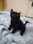 Frida