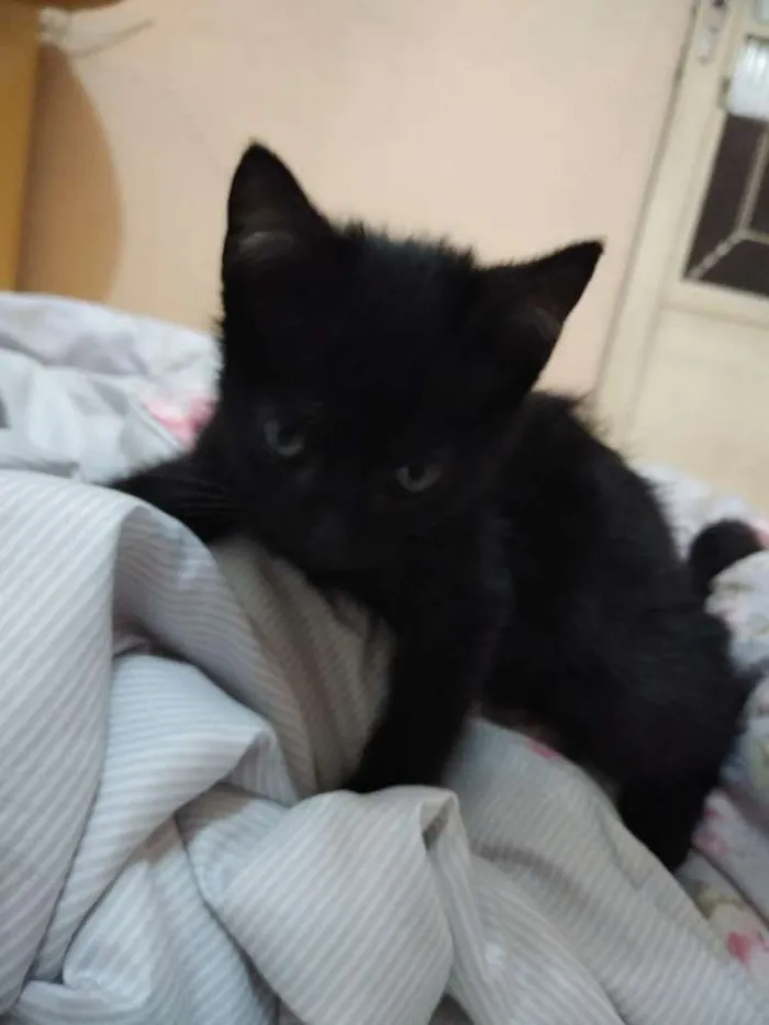 Gato ra a Não sei idade 2 a 6 meses nome Frida