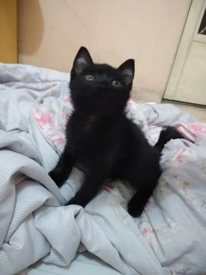 Gato ra a Não sei idade 2 a 6 meses nome Frida