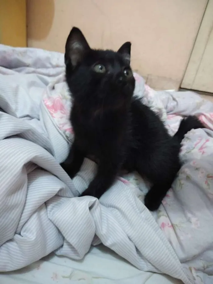 Gato ra a Não sei idade 2 a 6 meses nome Frida