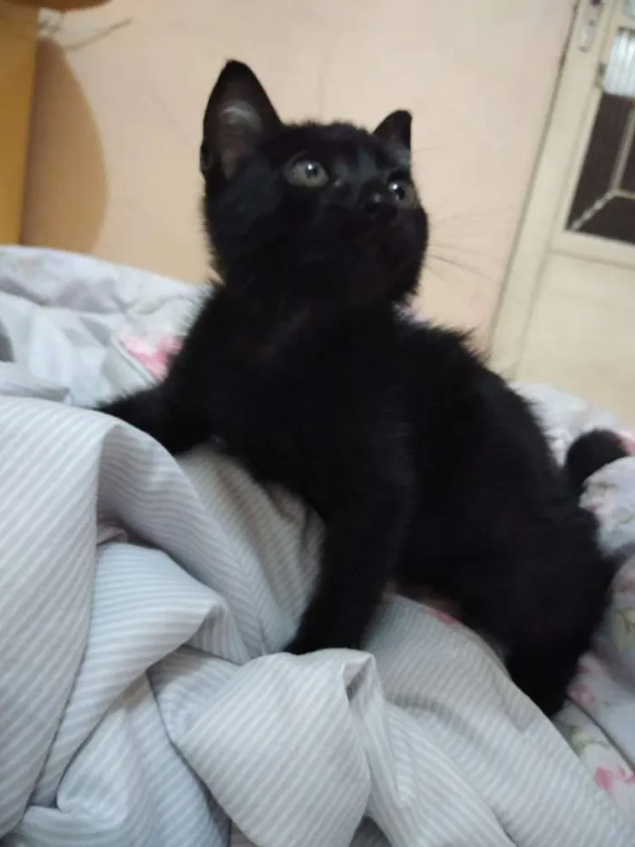 Gato ra a Não sei idade 2 a 6 meses nome Frida