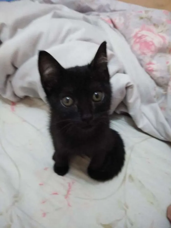 Gato ra a Não sei idade 2 a 6 meses nome Frida