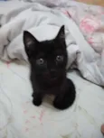 Frida