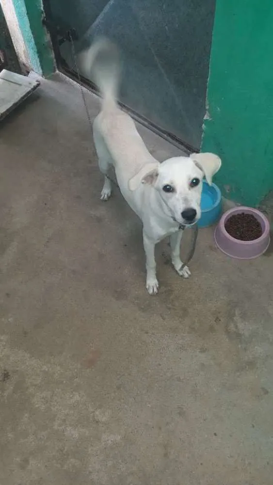 Cachorro ra a Viralata idade 2 a 6 meses nome Cristal
