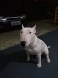 Igor