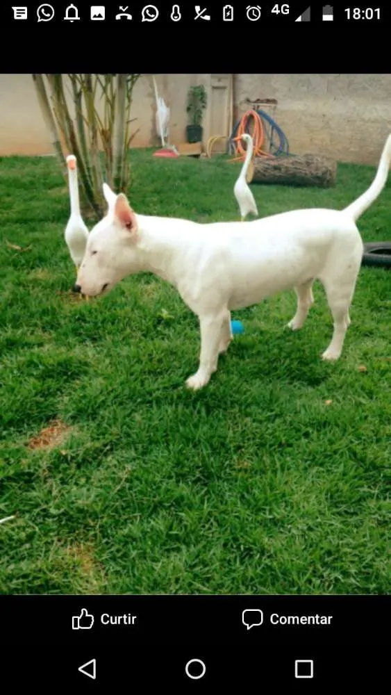 Cachorro ra a Bulterrier idade 4 anos nome Igor
