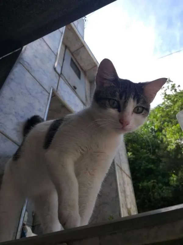 Gato raça SRD idade 2 a 6 meses nome Silky