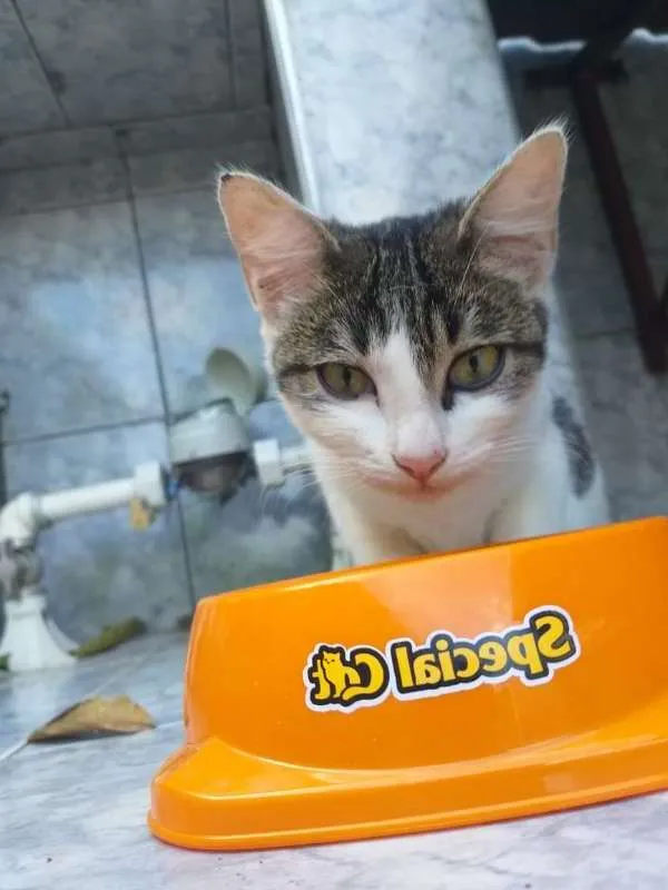 Gato raça SRD idade 2 a 6 meses nome Silky
