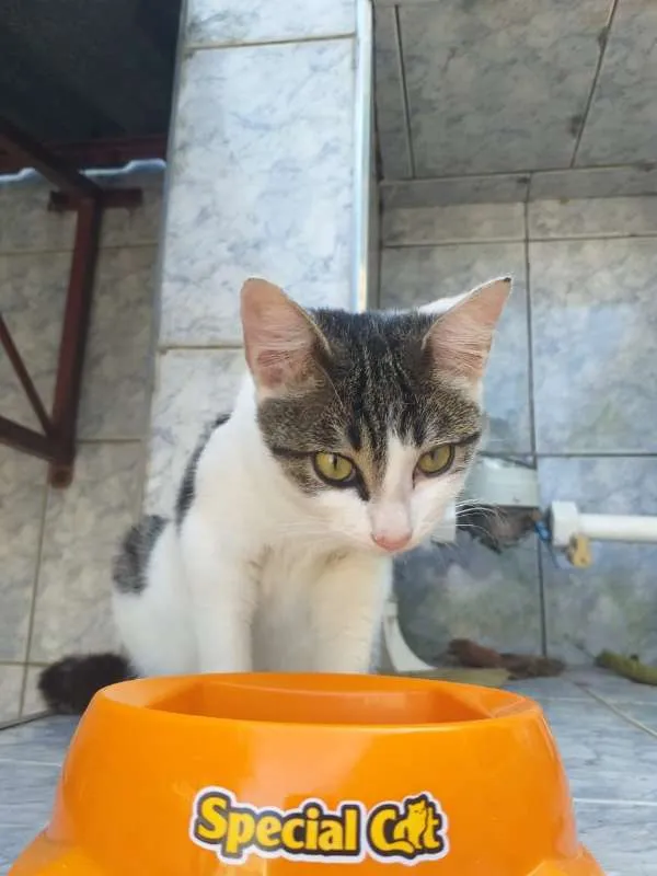 Gato raça SRD idade 2 a 6 meses nome Silky