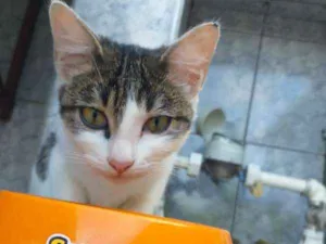 Gato raça SRD idade 2 a 6 meses nome Silky