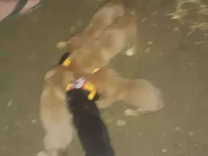 Cachorro raça Raça pequena não definida  idade Abaixo de 2 meses nome Sem nome ainda 