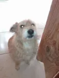 Babalu