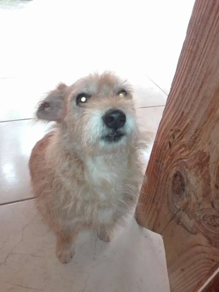 Cachorro ra a Ñ sei idade 3 anos nome Babalu
