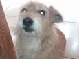 Babalu
