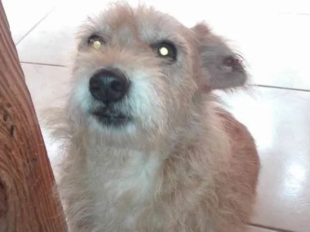 Cachorro ra a Ñ sei idade 3 anos nome Babalu