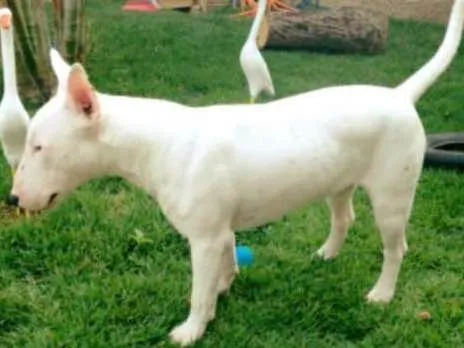 Cachorro ra a Bulterrier idade 4 anos nome Igor