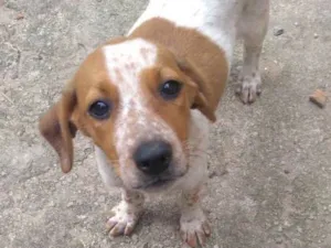 Cachorro raça Vira lata idade  nome Duda