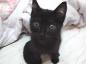 Gato raça Não sei idade 2 a 6 meses nome Frida