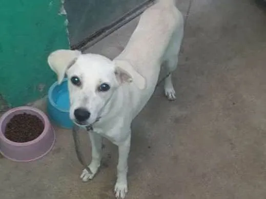 Cachorro ra a Viralata idade 2 a 6 meses nome Cristal