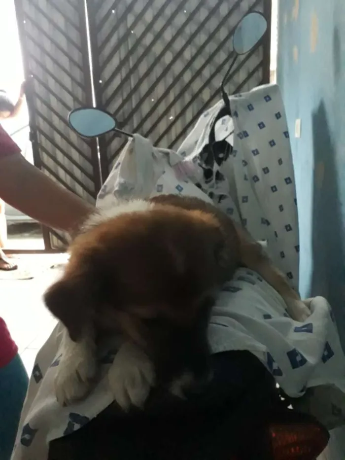 Cachorro ra a Indefinida  idade 2 a 6 meses nome Zó