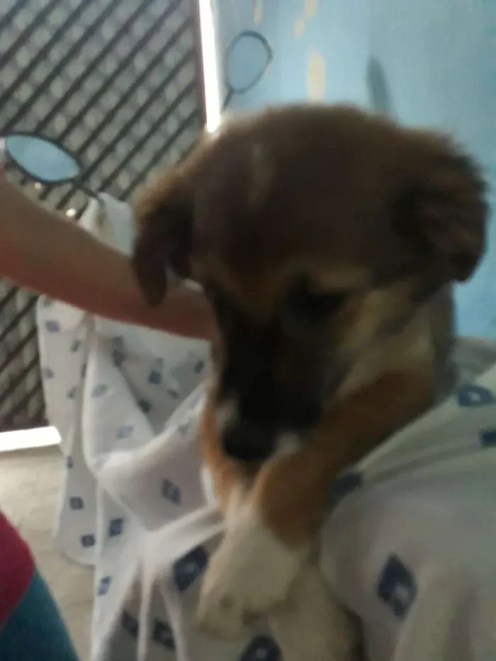 Cachorro ra a Indefinida  idade 2 a 6 meses nome Zó