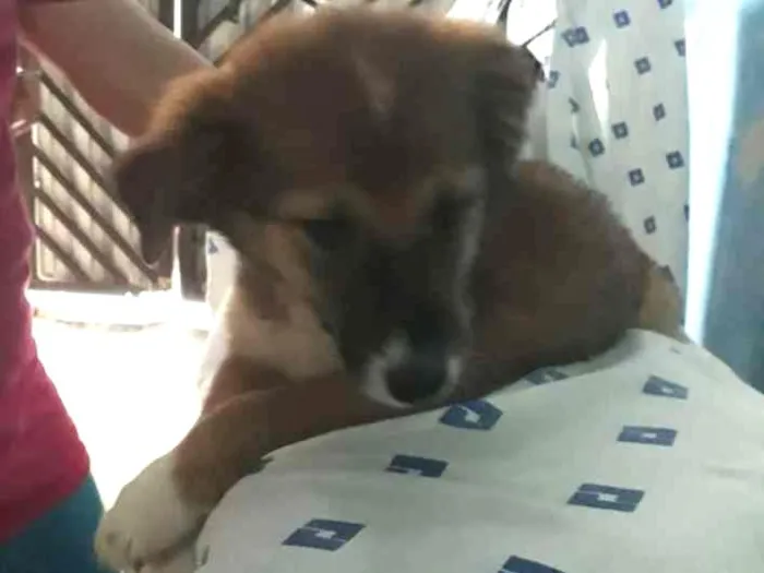 Cachorro ra a Indefinida  idade 2 a 6 meses nome Zó