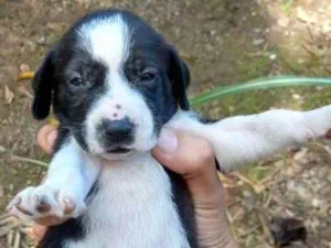 Cachorro raça Não sei idade Abaixo de 2 meses nome Cachorrinhos