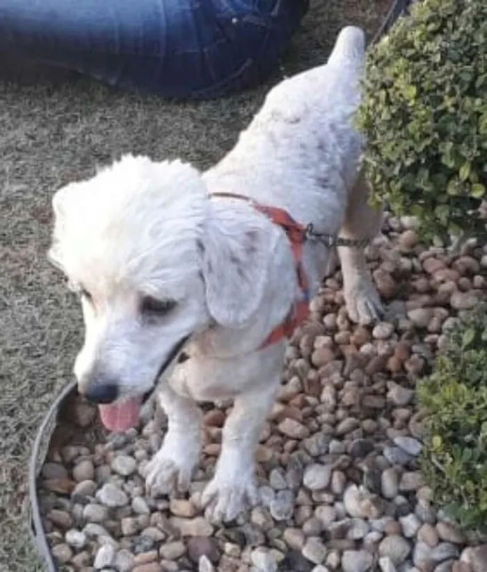 Cachorro ra a Poodle  idade 3 anos nome Fred 