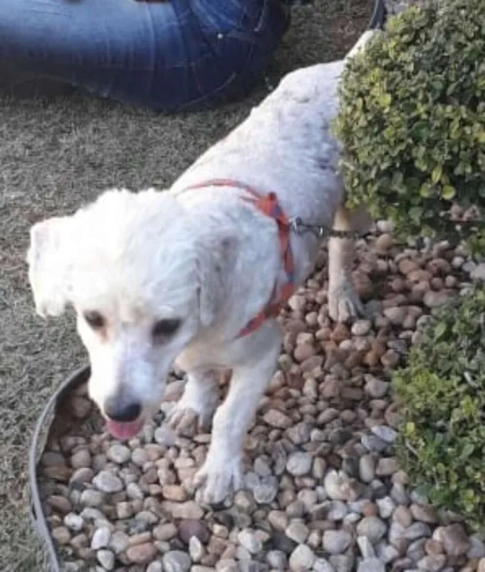 Cachorro ra a Poodle  idade 3 anos nome Fred 