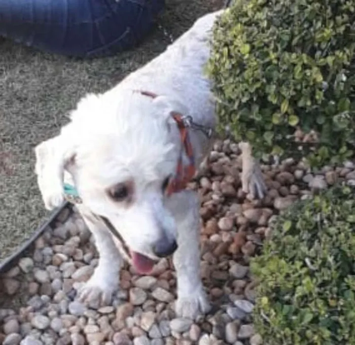 Cachorro ra a Poodle  idade 3 anos nome Fred 