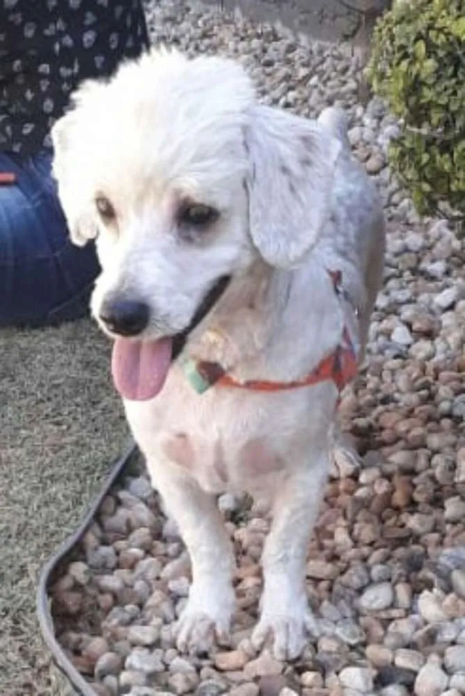 Cachorro ra a Poodle  idade 3 anos nome Fred 